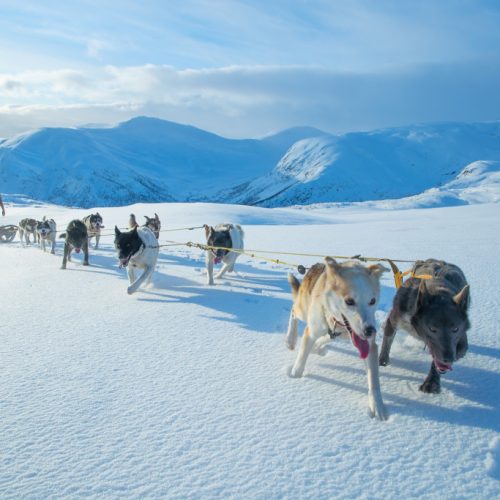 Discover authentic arctic adventures