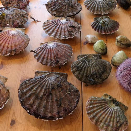 Diving tour in Norway