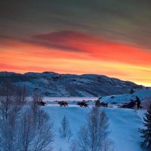 Dogsledding in the arctic nature