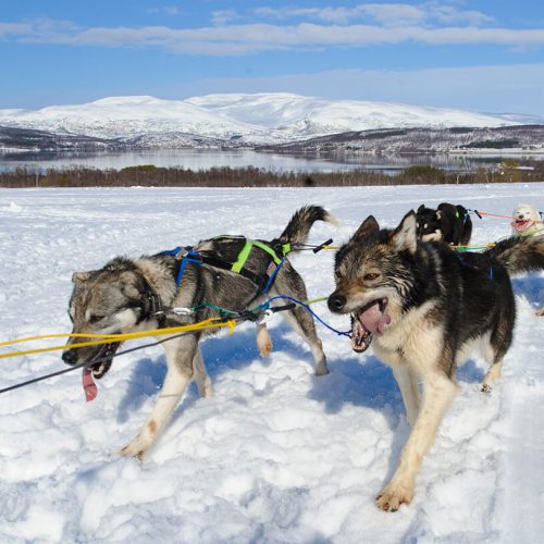 Dogsledding in the arctic nature