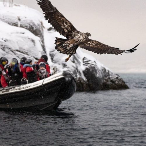 Lofoten; Sea eagle safari,